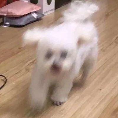 娱乐圈吃瓜小狗是谁啊,揭秘神秘“吃瓜群众”身份