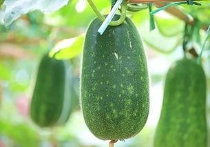 娱乐吃瓜种类,盘点热门事件，揭秘明星幕后故事