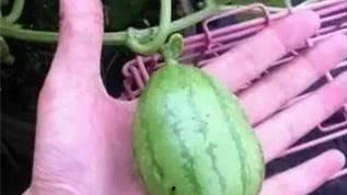 吃瓜娱乐图片搞笑版大全