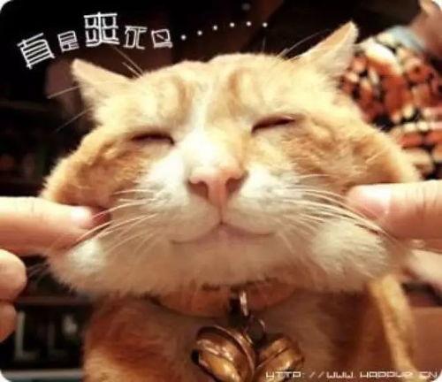 娱乐吃瓜酱猫学鸟走路