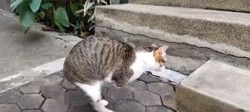 娱乐吃瓜酱猫学鸟走路