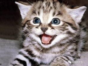 娱乐吃瓜小猫咪视频下载