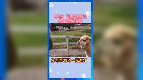 娱乐吃瓜故事,揭秘明星背后的吃瓜故事